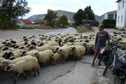 Ovce - Bosna a Hercegovina