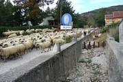 Pod ovce - Bosna a Hercegovina